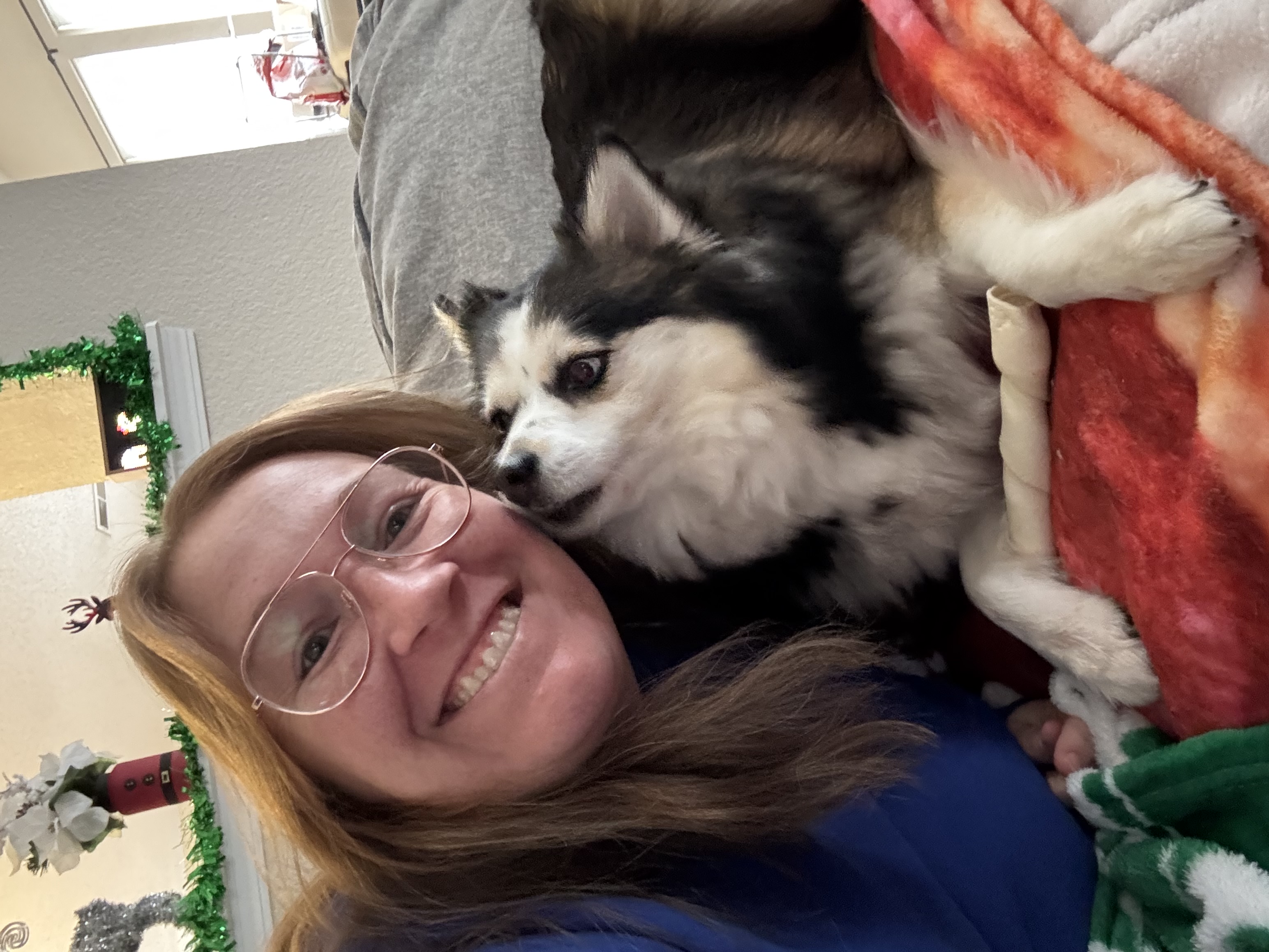 Bella the Pomsky