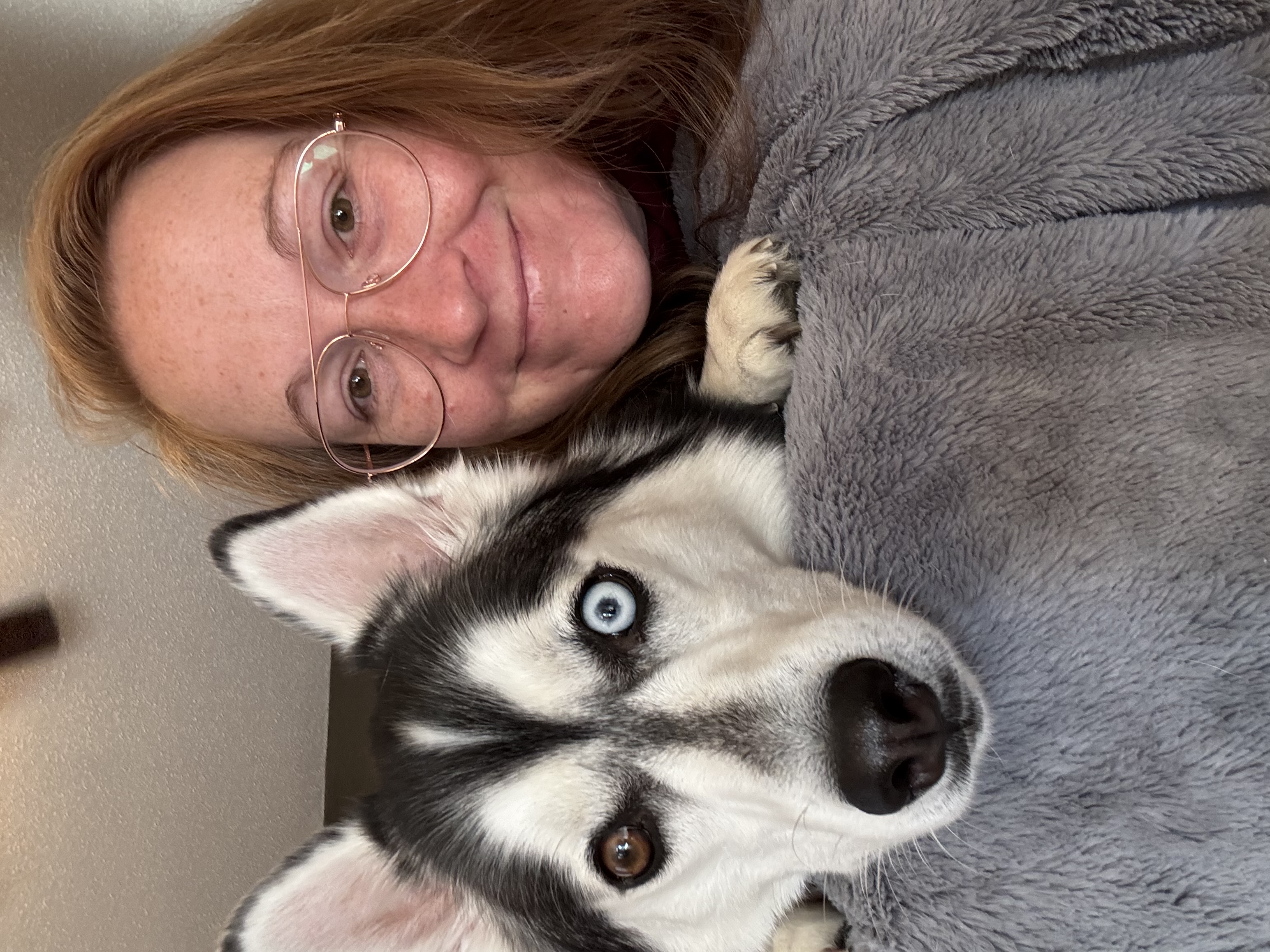 Cooper the Pomsky