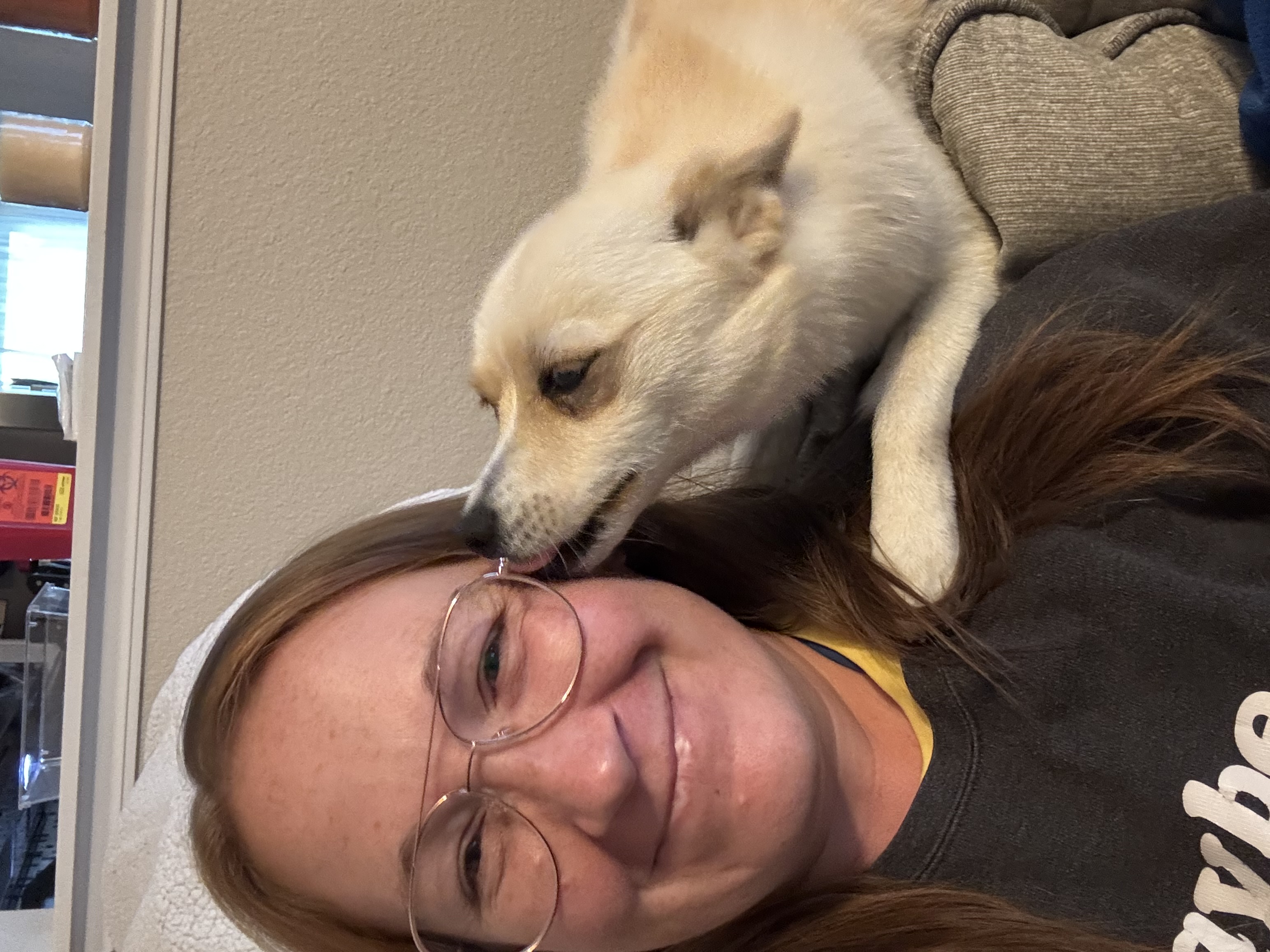 Koda the Pomsky